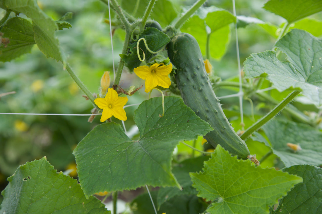 Why Regenerative Farming Produces More Nutrient-Dense, Antioxidant-Rich Food