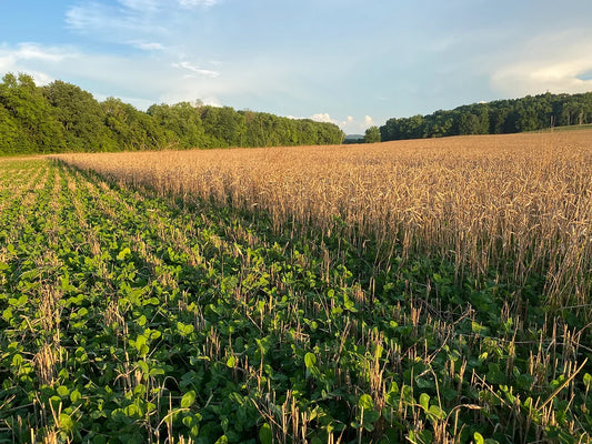 Do regenerative, organic farming practices increase soil carbon?