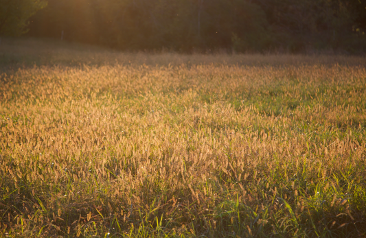 The Vital Ecosystems of Grasslands