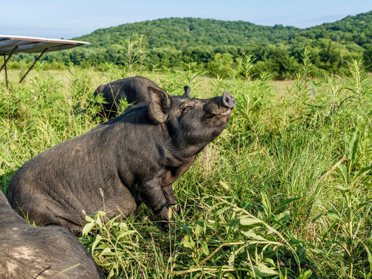 You Are What You Eat: The Health Benefits of Grass-Fed Beef and Pasture-Raised Pork