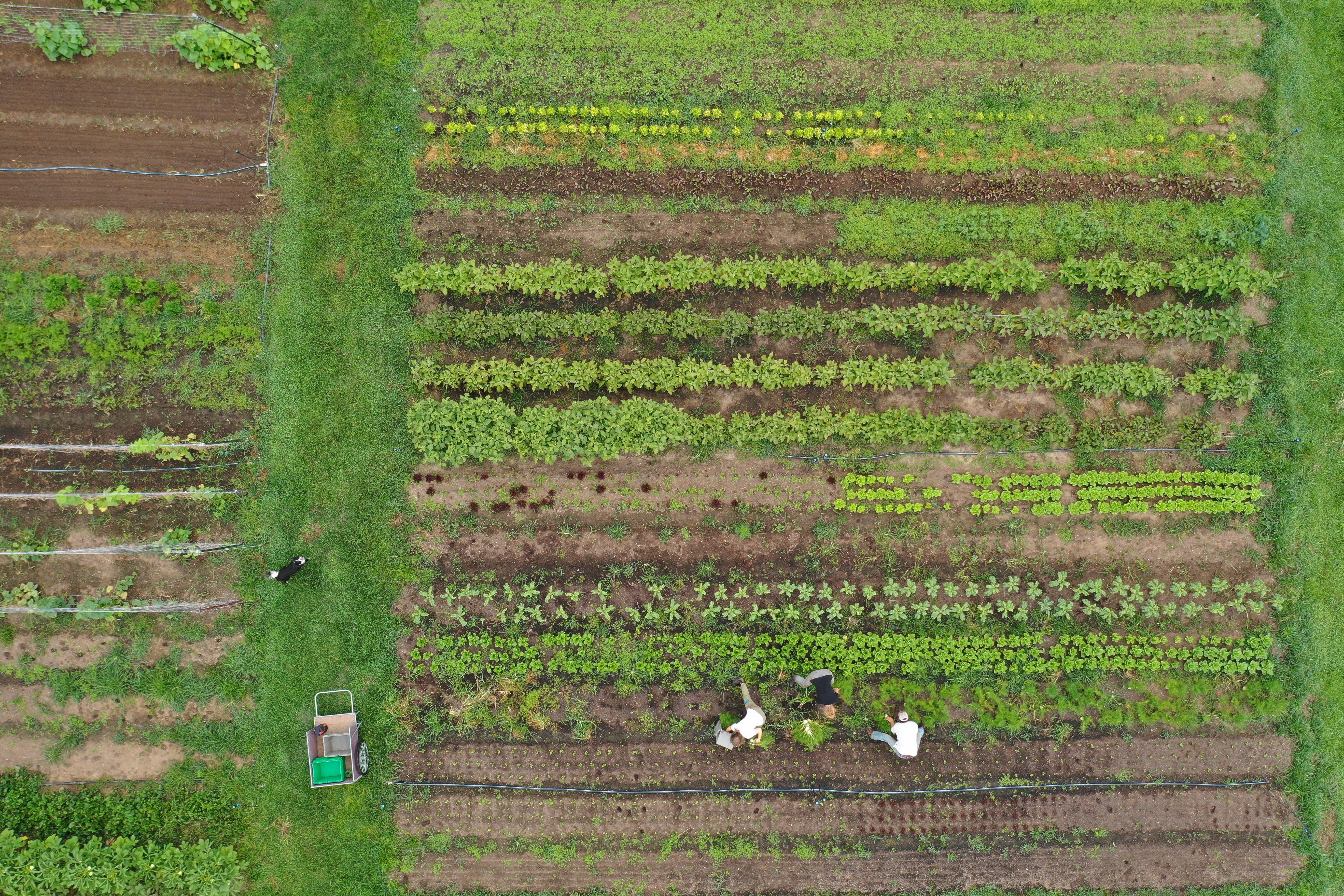 Market Garden