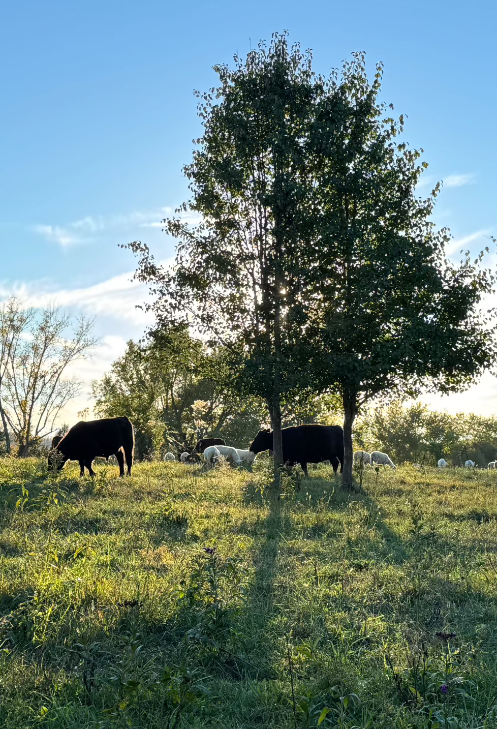 Agroforestry