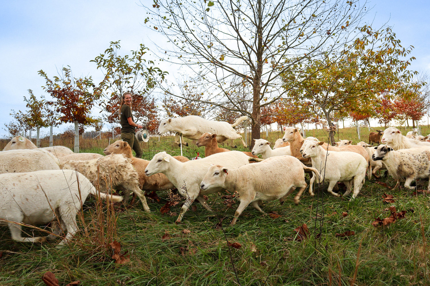 heritage lamb near Nashville