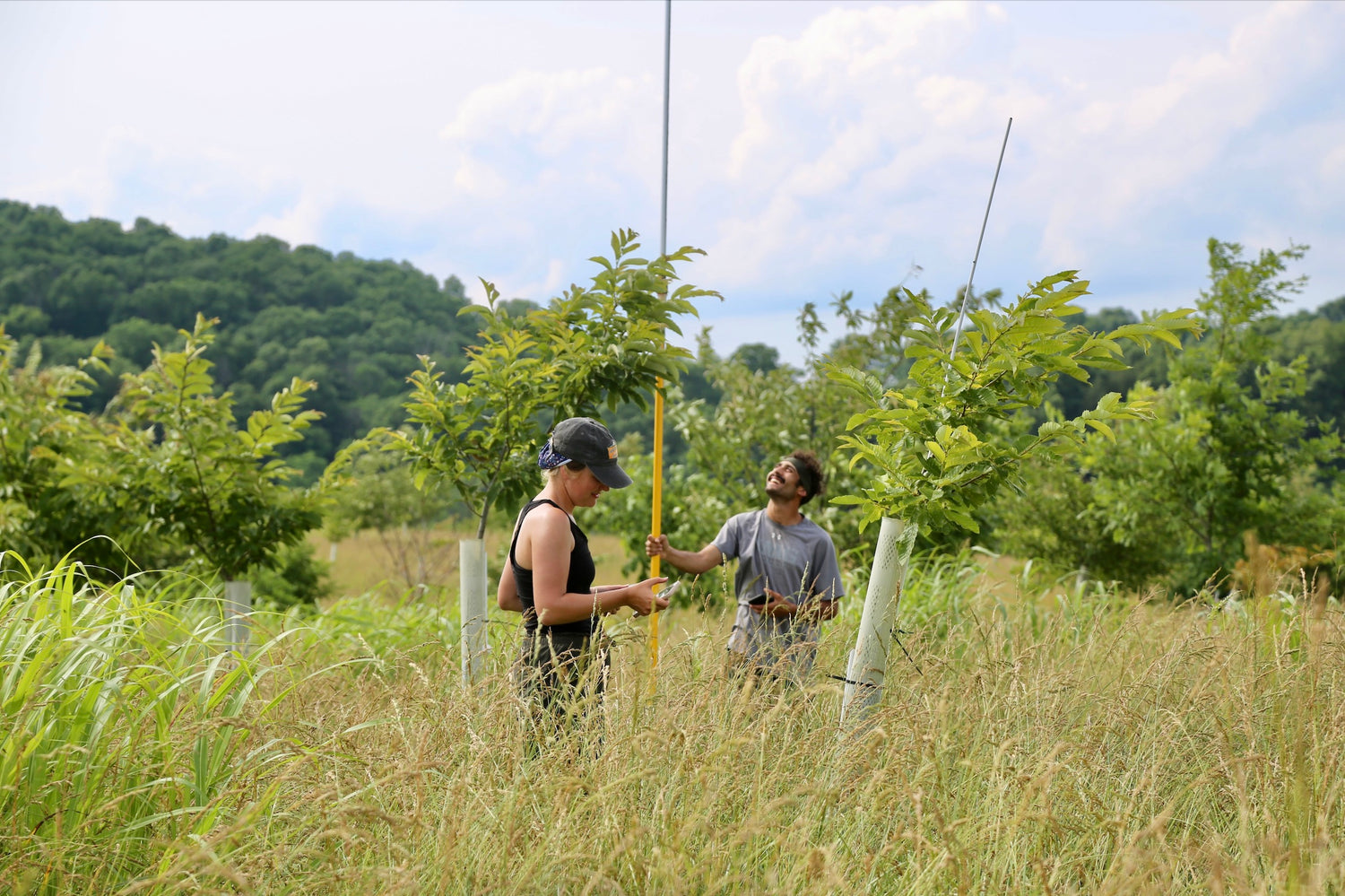 Agroforestry